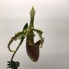 Paphiopedilum bungebelangi -1